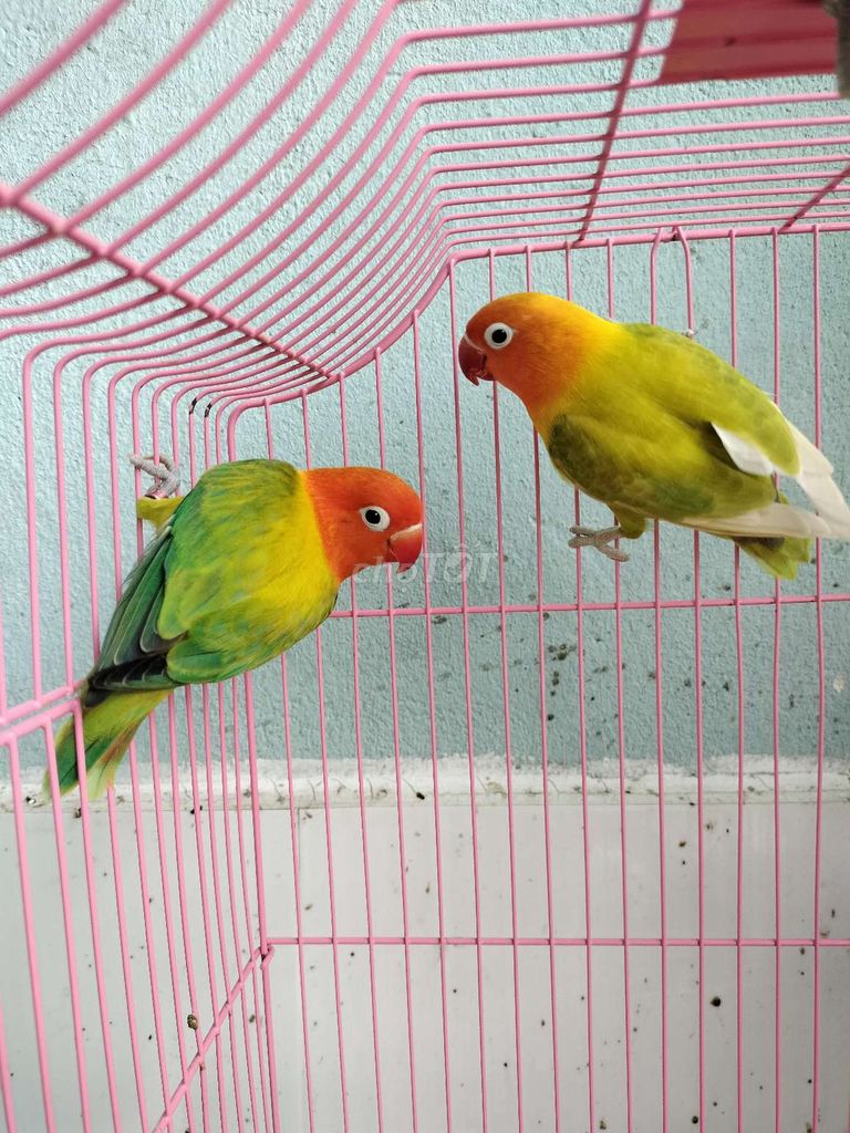 Cặp lovebirds euwing, vet zuu hường ngoan hiền