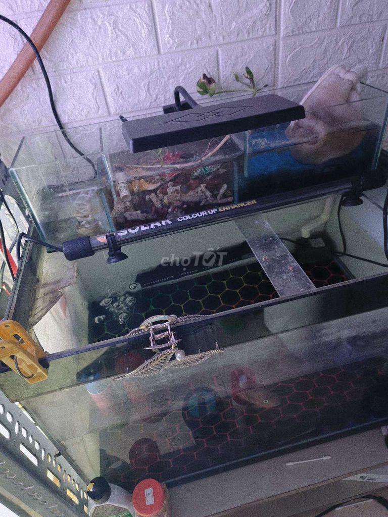 Hồ 60x40x40 tặng cá la hán. Mua bán Phụ kiện, Thức ăn, Dịch vụ tại Quận 6 Tp Hồ Chí Minh được đăng bởi Ken hình 1