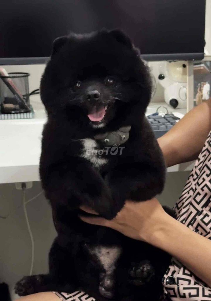 TÌM CHÓ LẠC - HẬU TẠ 10 TRIỆU. Mua bán Chó tại Thành phố Vũng Tàu Bà Rịa - Vũng Tàu được đăng bởi Nguyễn Xuân Đoàn hình 1