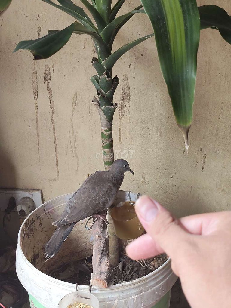 Chim gáy xám nuôi sinh sản. Mua bán Chim tại Quận Bắc Từ Liêm Hà Nội được đăng bởi nguyễn văn hiếu hình 1