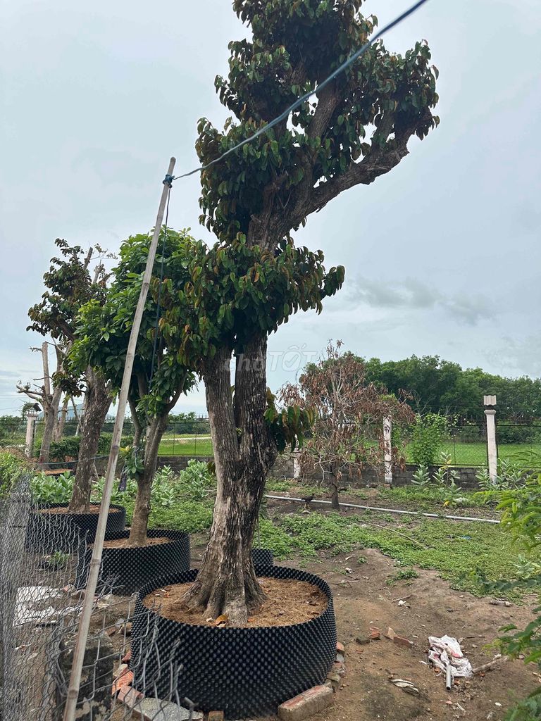 Cây Vú Sữa đang ủ. Mua bán Cây cảnh, đồ trang trí tại Huyện Hàm Thuận Bắc Bình Thuận được đăng bởi Son huynh hình 1