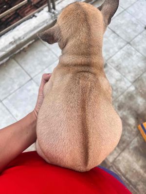 Chó Phú Quốc Nâu vàng 2 tháng