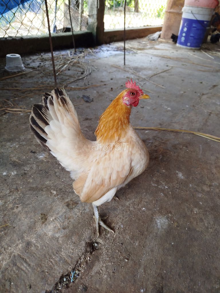 Gà Serama lai Thái Lứa 3 Vàng nhạt. Mua bán Gà tại Thị xã Hoài Nhơn Bình Định được đăng bởi Vi Khoa hình 1