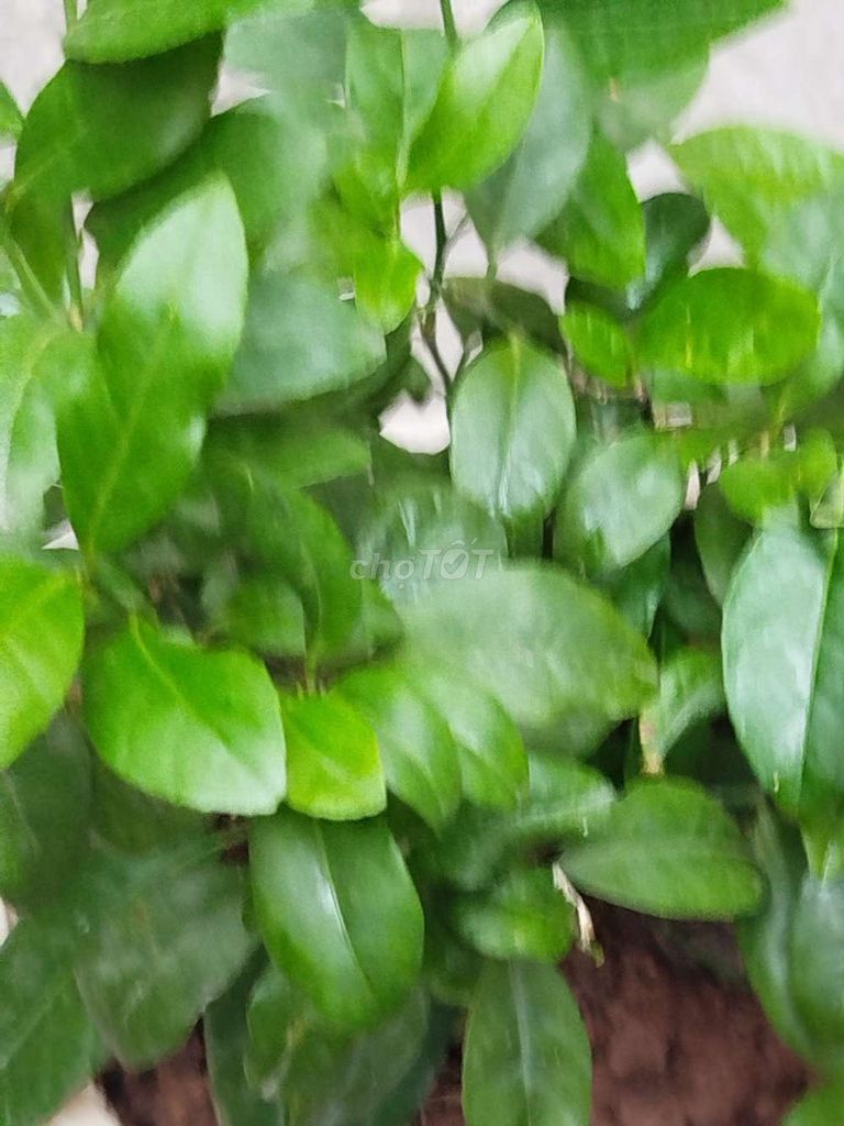 Cây cảnh Chanh ta 40cm. Mua bán Cây cảnh, đồ trang trí tại Quận Hoàng Mai Hà Nội được đăng bởi Nguyễn Minh Thoa hình 1