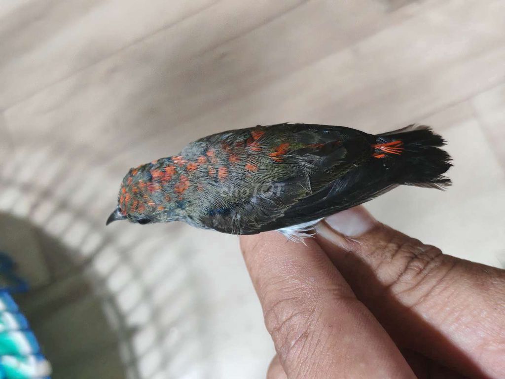 Ốc mít chuyền Beo. Mua bán Chim tại Quận 7 Tp Hồ Chí Minh được đăng bởi Anh Kinq hình 1