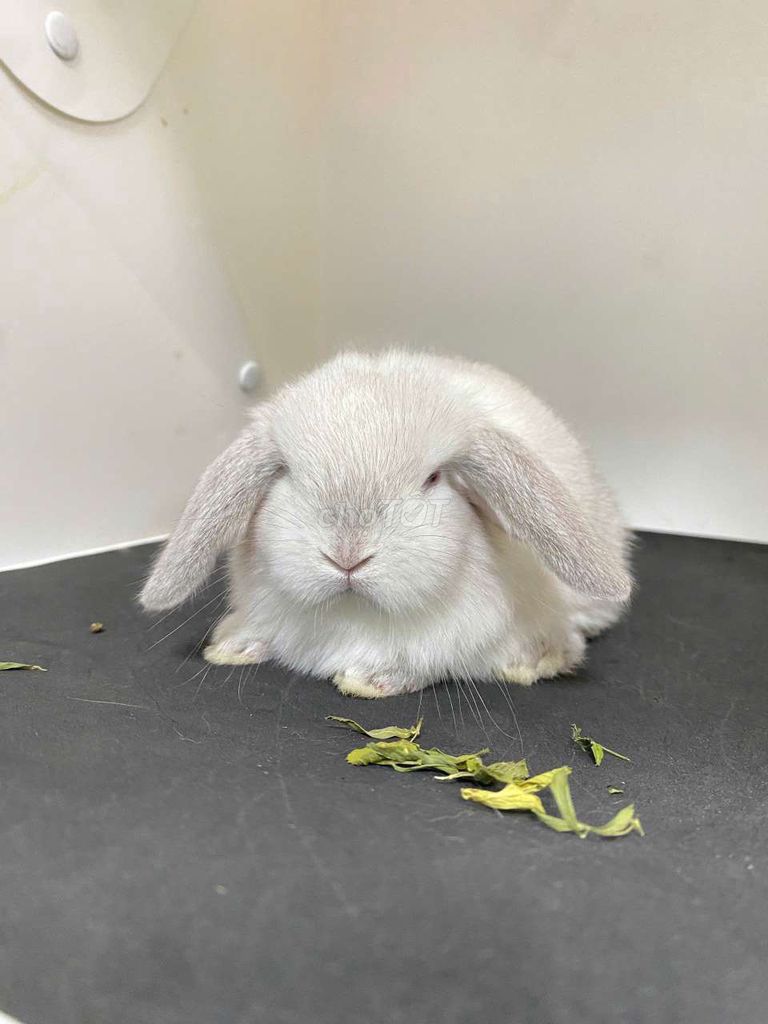 Thỏ Minilop đủ màu đã được phòng bệnh. Mua bán Thú cưng khác tại Quận Thanh Xuân Hà Nội được đăng bởi Cao Tường Vi  hình 1