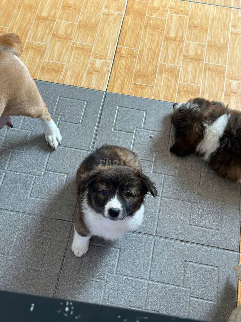 Chó Corgi Tricolor 2 tháng tuổi. Mua bán Chó tại Thành phố Đà Lạt Lâm Đồng được đăng bởi Thái Thanh Vương hình 1