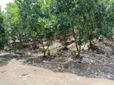 BÁN 10.000m2 ĐẤT TẠI THỊ TRẤN TÂN CHÂU, HUYỆN TÂN CHÂU, TÂY NINH. Mua bán đất tại Huyện Tân Châu Tây Ninh được đăng bởi Hùng Dũng
