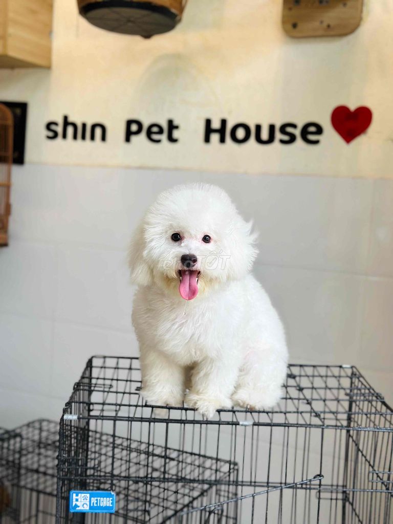 Poodle trắng đẹp. Mua bán Chó tại Quận Cẩm Lệ Đà Nẵng được đăng bởi Nguyễn Hữu Anh Vũ hình 1