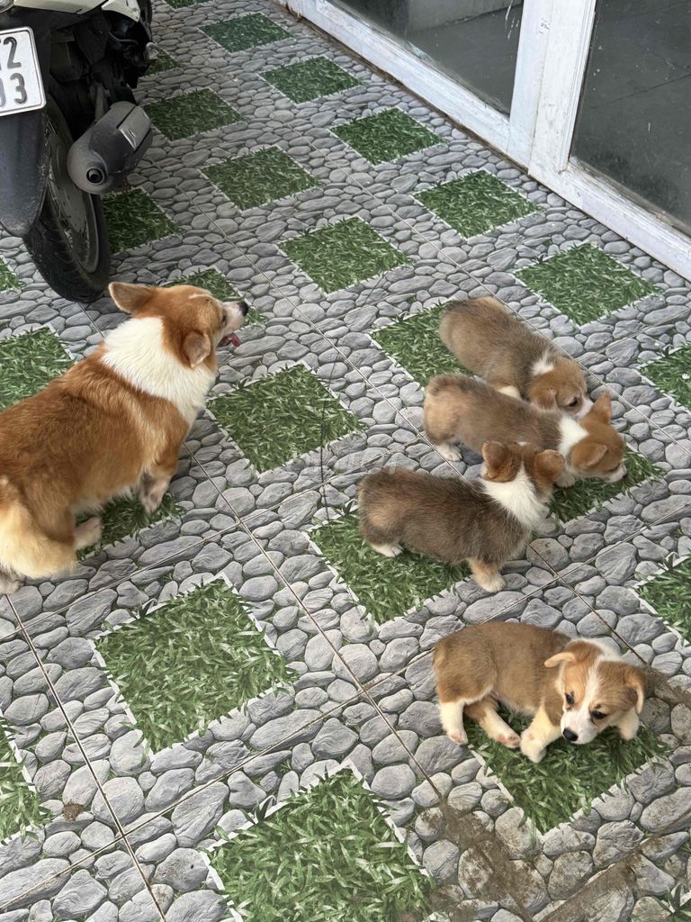 Corgi nhà đẻ….