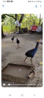 Trại thụy phương bán chim trích cồ.. Mua bán Chim tại Quận Long Biên Hà Nội được đăng bởi tổng kho sỉ