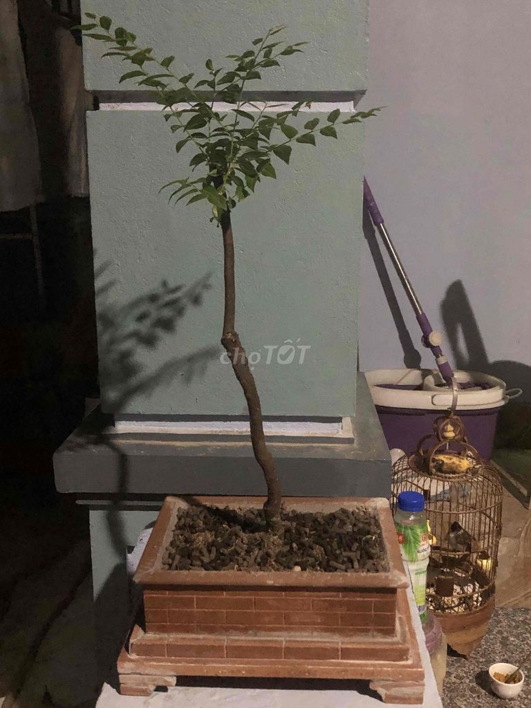 Cây cảnh Muội hồng mini Thanh Hoá Mini. Mua bán Cây cảnh, đồ trang trí tại Huyện Nông Cống Thanh Hóa được đăng bởi Lich dovan hình 1