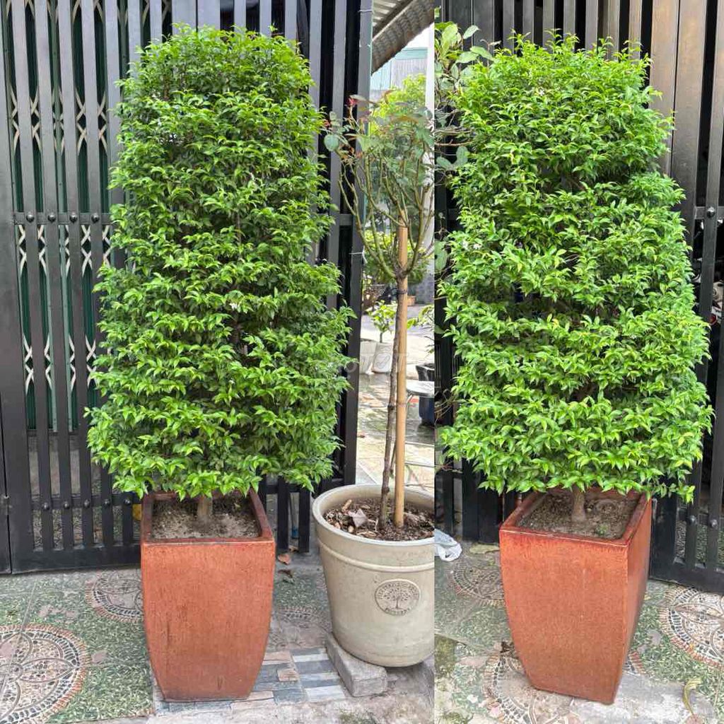 Cây cảnh 1 cặp mai chiếu thuỷ cả chậu. Mua bán Cây cảnh, đồ trang trí tại Thành phố Thuận An Bình Dương được đăng bởi Đặng văn thanh hình 1