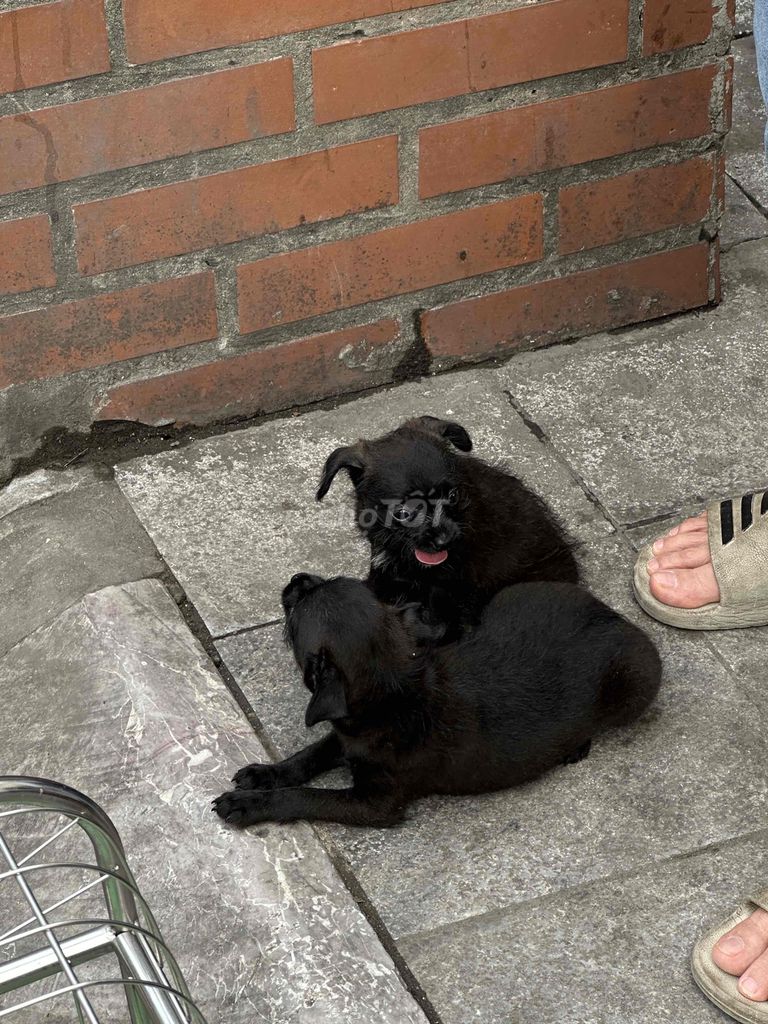 Chihuahua F1. Mua bán Chó tại Quận Thanh Xuân Hà Nội được đăng bởi Phi Long hình 3