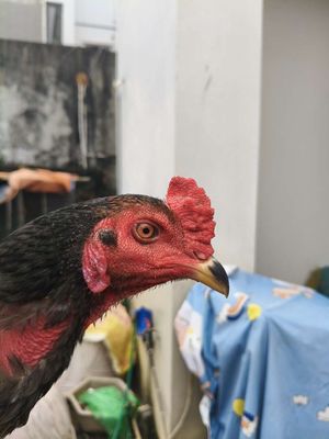 Xây nhà cần bán thanh lý. Mua bán Gà tại Huyện Thạch Thất Hà Nội được đăng bởi Quang Thịnh