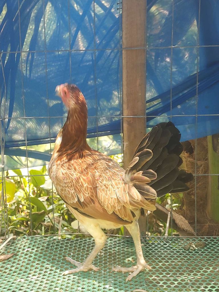Gà mái Mỹ 2kg Khỏe mạnh . Mua bán Gà tại Huyện Thủ Thừa Long An được đăng bởi Vũ Đinh  hình 1