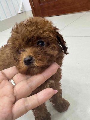 Thanh lý Poodle thuần chủng nâu đỏ Teacup 100%. Mua bán Chó tại Quận 3 Tp Hồ Chí Minh được đăng bởi GIÁ RẺ UY TÍN CHẤT LƯỢNG HCM