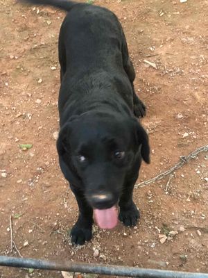 cần bán chó Labrador đen tuyền 27 kg. Mua bán Chó tại Thành phố Đông Hà Quảng Trị được đăng bởi Ngọc