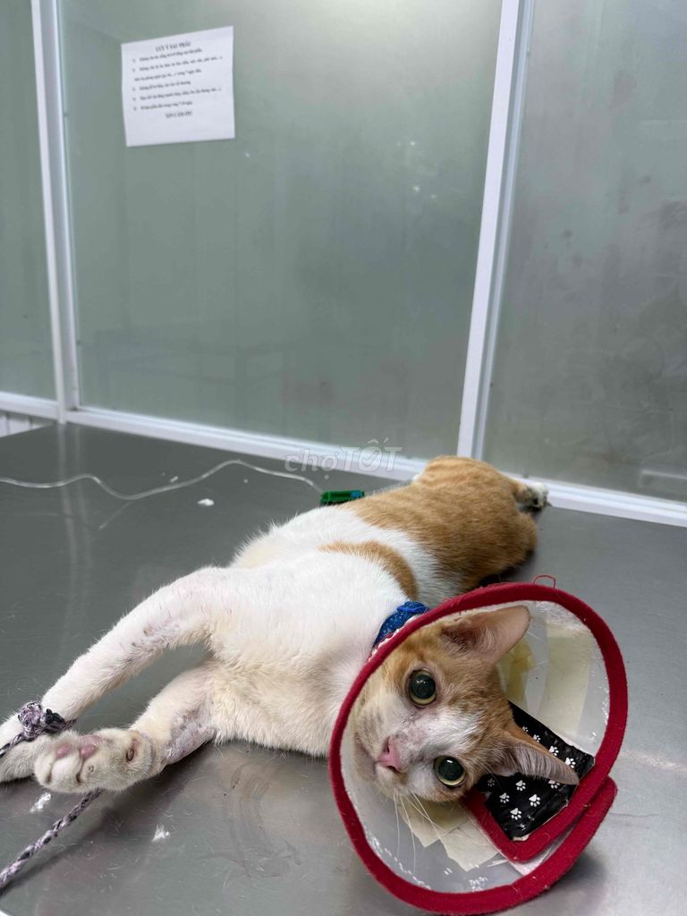 Dịch vụ thú y TP.HCM. Dịch vụ tại Thành phố Thủ Đức Tp Hồ Chí Minh được đăng bởi Huỳnh Thị Ý Nhi hình 1