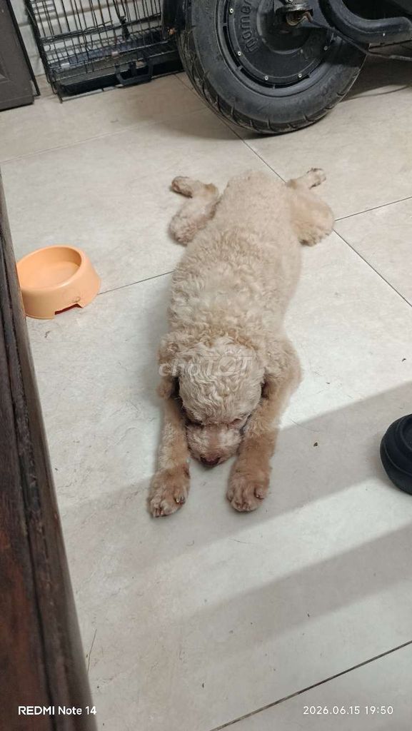 Chó Poodle Vàng kem Đực. Mua bán Chó tại Quận Hải An Hải Phòng được đăng bởi Cầu vồng hình 1