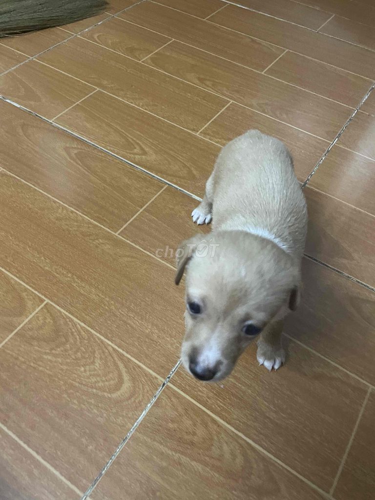 Chó con 2 tháng tuổi. Mua bán Chó tại Quận Thanh Xuân Hà Nội được đăng bởi Vân Trần hình 1