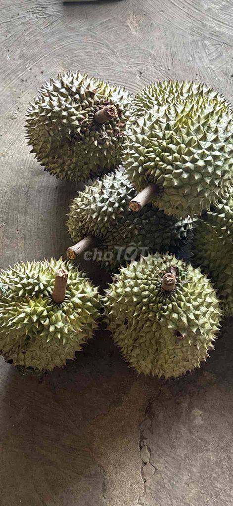SẦU RIÊNG RI6 CHÍN CÂY RỤNG. Mua bán Đồ ăn, thực phẩm và các loại khác tại Quận 12 Tp Hồ Chí Minh được đăng bởi Thắm Nguyễn hình 4