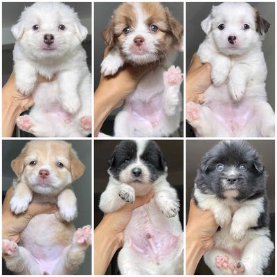 Bầy chó nhật lai dễ thương