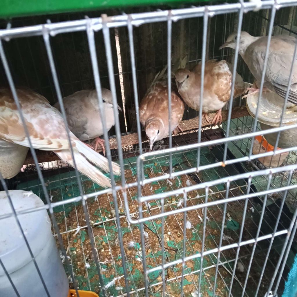 Chim Vú Thái 5 con khỏe mạnh. Mua bán Chim tại Huyện Trảng Bom Đồng Nai được đăng bởi Đỗ Được hình 1
