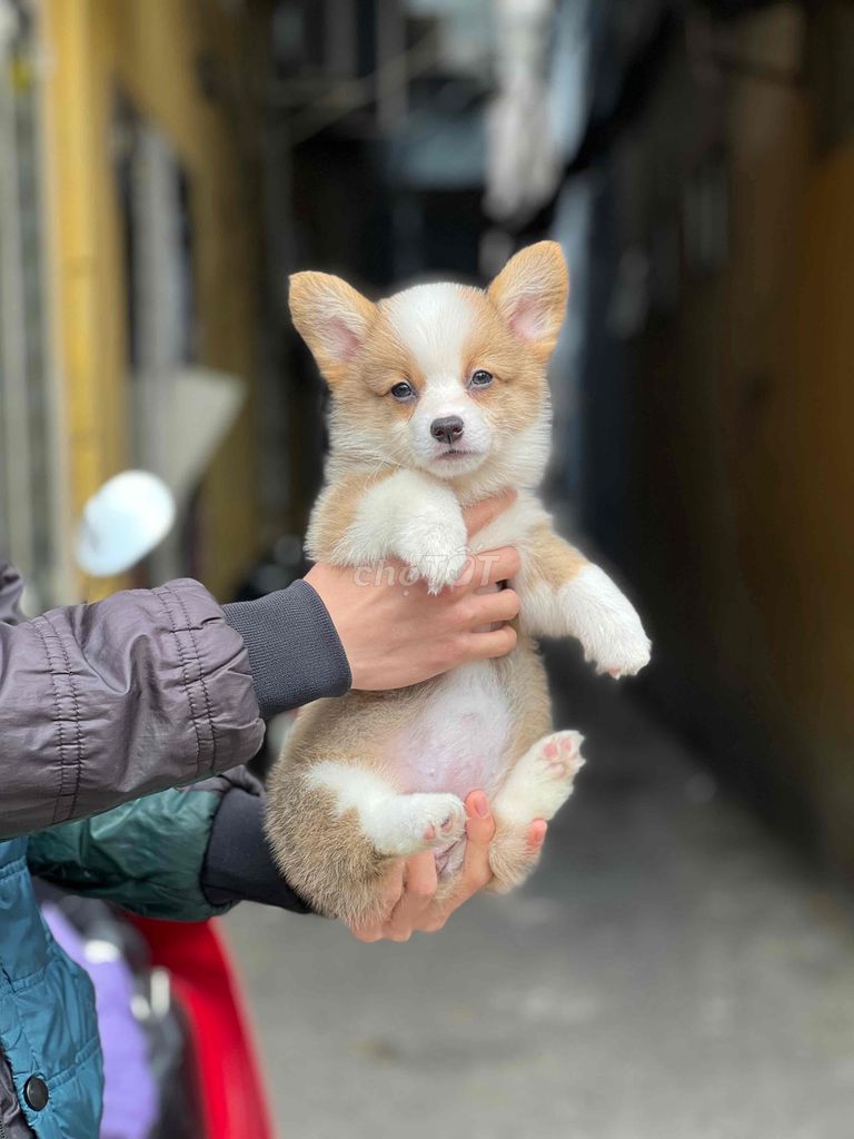 corgi Pembroke full Giấy Chip , nhà đẻ