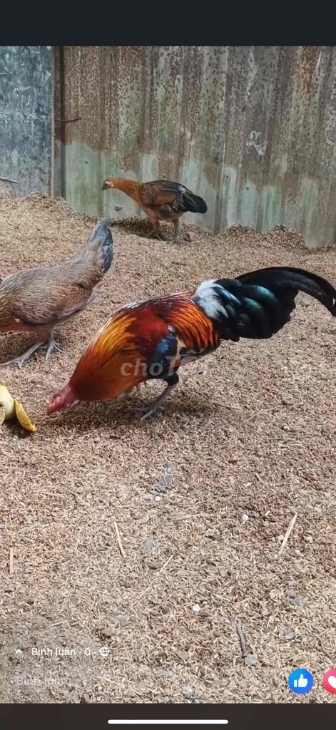 tre tía. Mua bán Gà tại Quận Liên Chiểu Đà Nẵng được đăng bởi Tèo hình 1