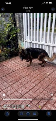 Chó Becgie Đen vàng