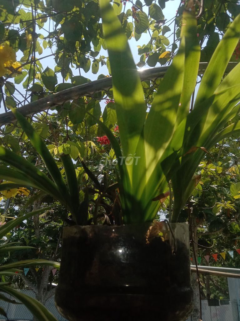 Cây rẽ quạt Đỏ cam. Mua bán Cây cảnh, đồ trang trí tại Huyện Phong Điền Cần Thơ được đăng bởi Trung hình 1