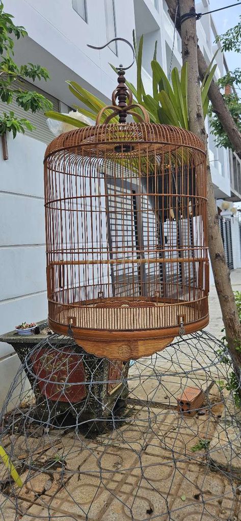 Lồng chim Tre Nâu 76n. Mua bán Chim tại Thành phố Dĩ An Bình Dương được đăng bởi Đoàn Tuấn hình 1