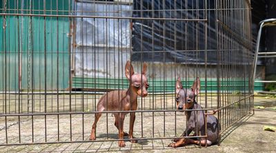 Phốc hươu siêu mini.siêu đẹp. Mua bán Chó tại Quận 1 Tp Hồ Chí Minh được đăng bởi Nhất Huy DakLak