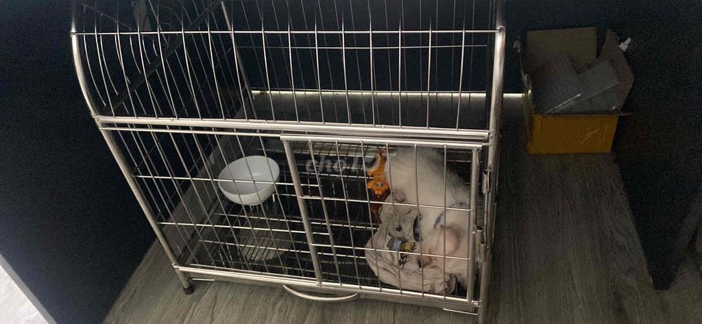 Chó Poodle đực Trắng 1 tháng 7 ngày. Mua bán Chó tại Quận Hải An Hải Phòng được đăng bởi vũ anh dũng hình 1