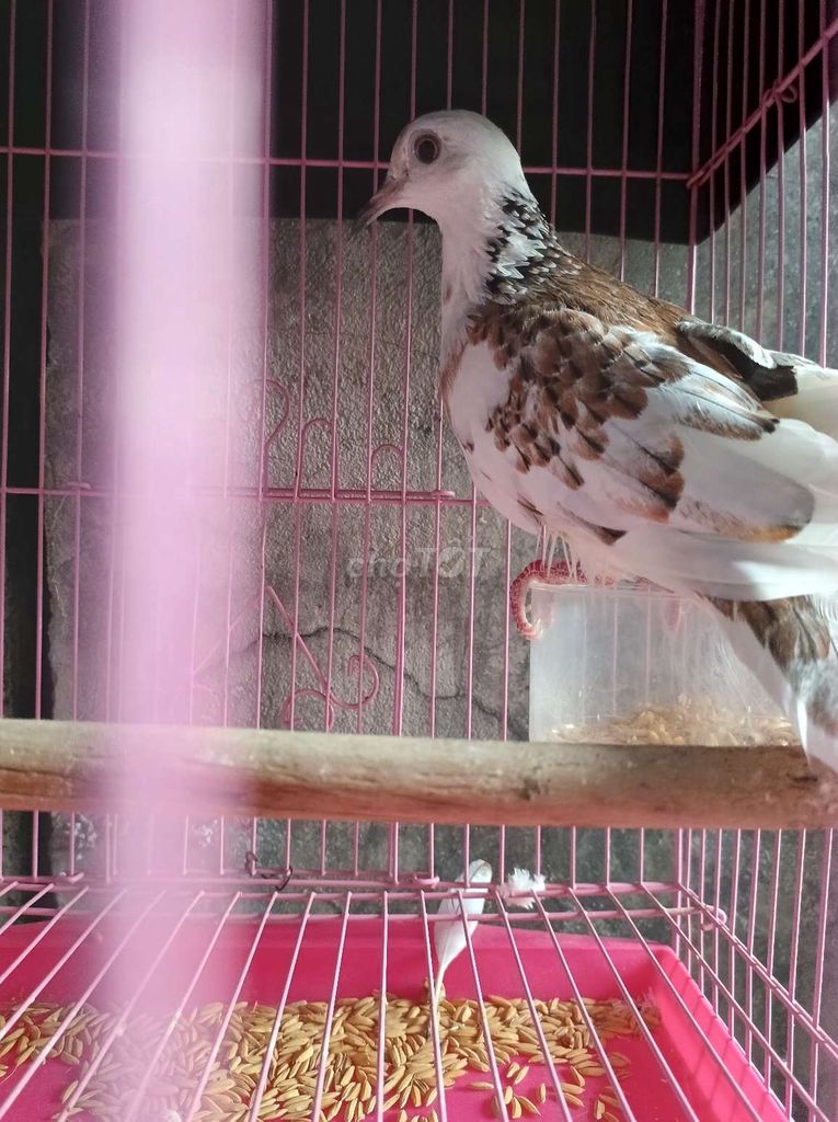 Chim cu gáy Thái Trắng Nâu. Mua bán Chim tại Thành phố Thủ Đức Tp Hồ Chí Minh được đăng bởi Nguyen hình 1
