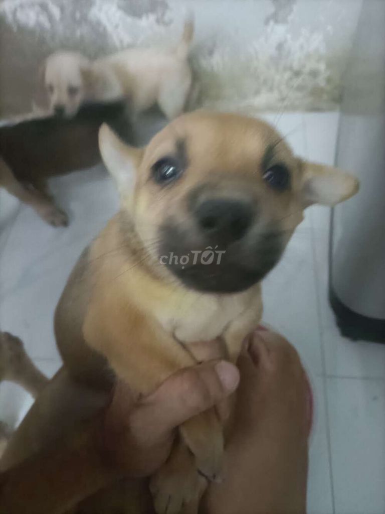 Chó con màu Nâu Trắng. Mua bán Chó tại Quận 8 Tp Hồ Chí Minh được đăng bởi Tai Nguyen hình 1