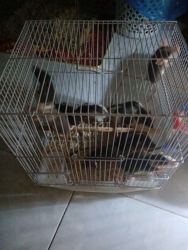 Chuột Dumbo 2 tháng Đực Cái. Mua bán Thú cưng khác tại Quận 12 Tp Hồ Chí Minh được đăng bởi Trang Đào hình 1