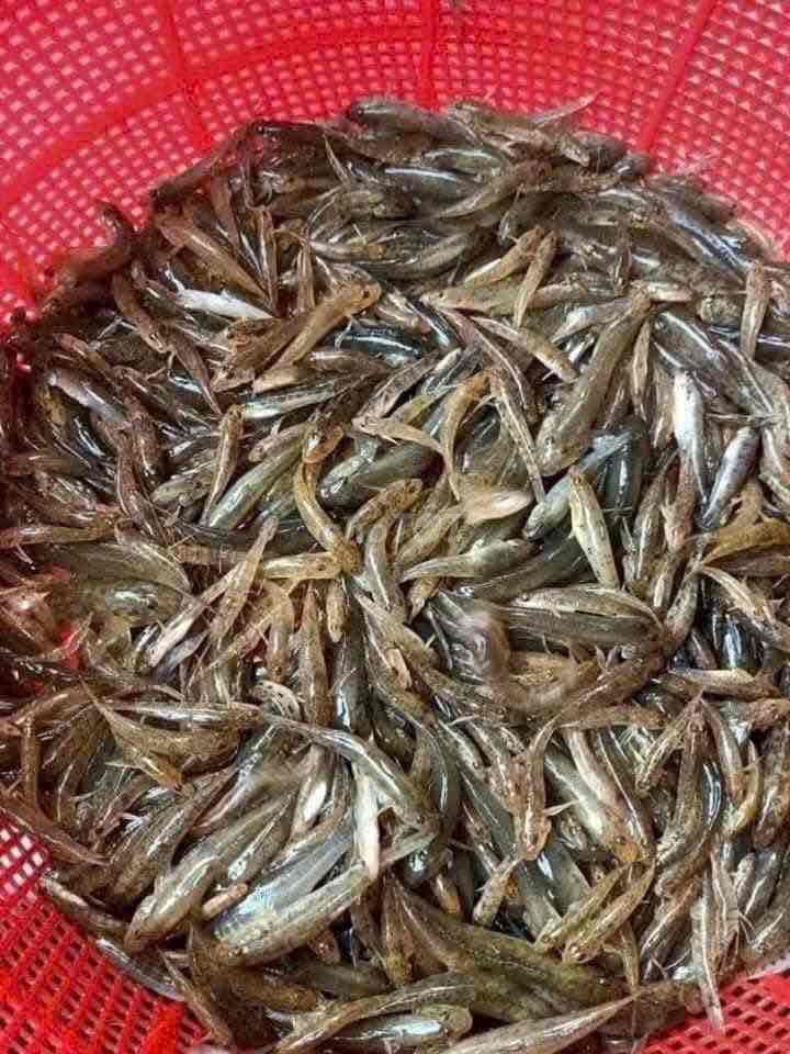 Cá bống sông Quảng Ngãi 1kg. Mua bán Đồ ăn, thực phẩm và các loại khác tại Quận Liên Chiểu Đà Nẵng được đăng bởi Món Ăn Mỗi Ngày hình 1