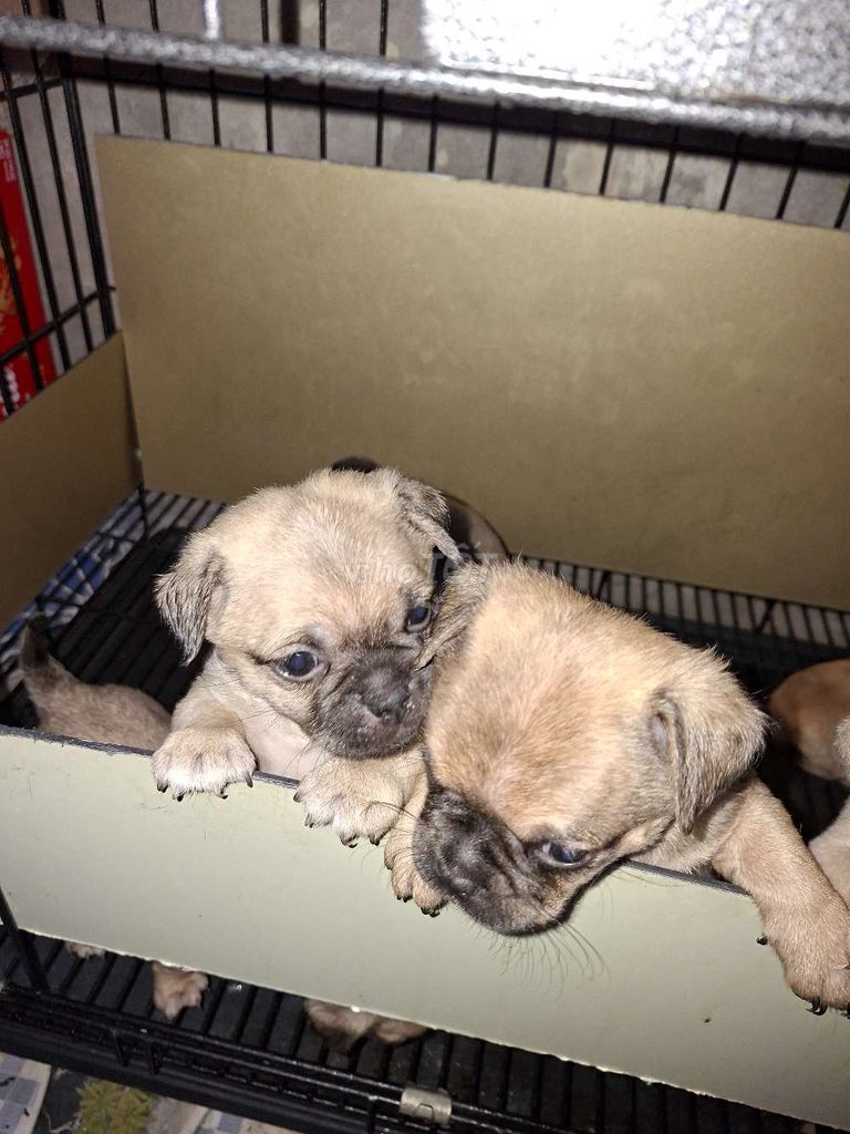 Chó Pug cả hai 1 tháng tuổi. Mua bán Chó tại Quận Ninh Kiều Cần Thơ được đăng bởi nguyen trúc sang hình 1