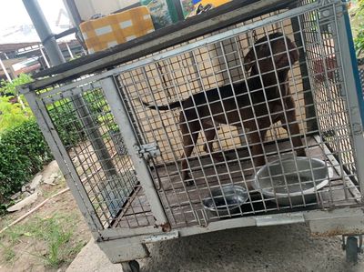 pitbull thuần chủng , cha mẹ có giấy tờ đàng hoàng. Mua bán Chó tại Huyện Hóc Môn Tp Hồ Chí Minh được đăng bởi Trần Thiện Tâm