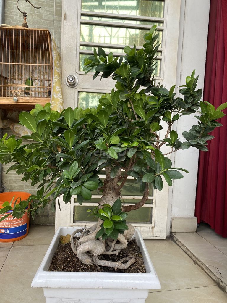Bán cây Si bonsai. Mua bán Cây cảnh, đồ trang trí tại Quận Tân Phú Tp Hồ Chí Minh được đăng bởi Trần quốc Huyên hình 1