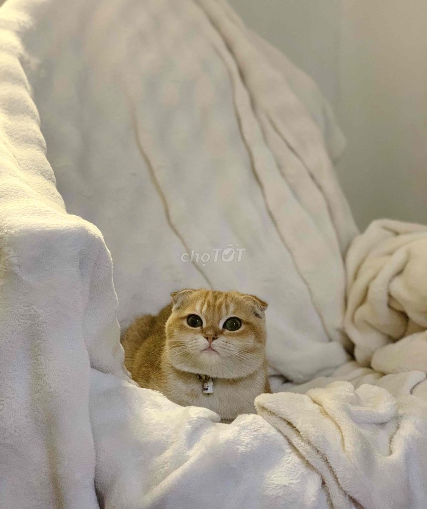Mèo Scottish Fold cái 6 tháng đã tiêm. Mua bán Mèo tại Quận Hoàng Mai Hà Nội được đăng bởi Việt Anh Đinh hình 1