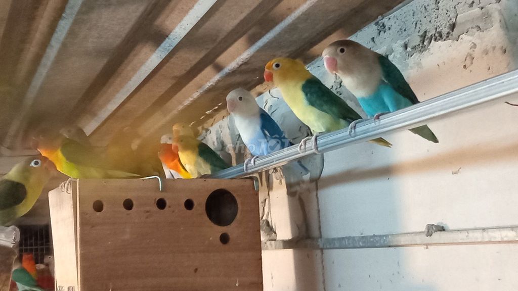 Vẹt Lovebird Châu Phi nhỏ. Mua bán Chim tại Quận Tân Bình Tp Hồ Chí Minh được đăng bởi Shop bọ ú cali hình 1
