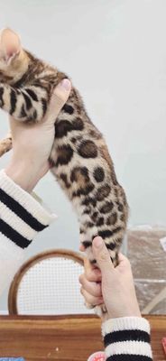 Mèo Bengal cái Đốm vằn