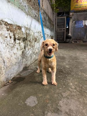 Chó Poodle Nâu vàng