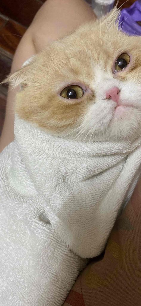 Mèo Anh đực tai cụp 1 năm đã chích ngừa. Mua bán Mèo tại Huyện Hóc Môn Tp Hồ Chí Minh được đăng bởi My Nguyễn  hình 1