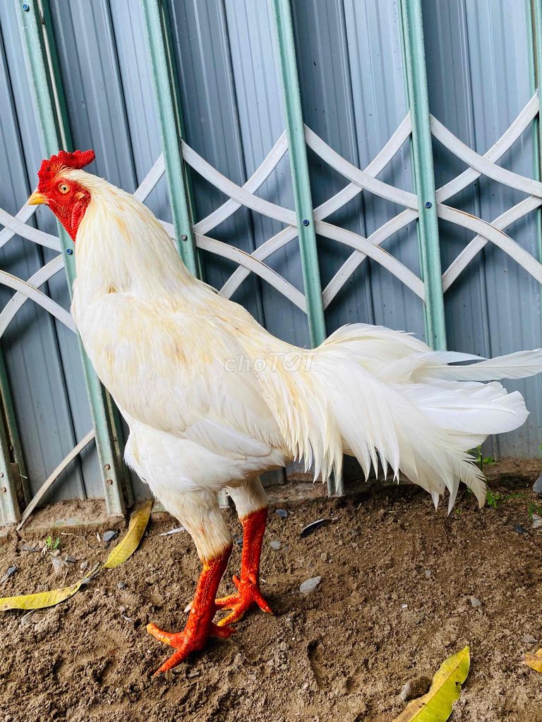 bướm  3kg5  tay  dữ. Mua bán Gà tại Quận Cái Răng Cần Thơ được đăng bởi chicken heniken hình 1