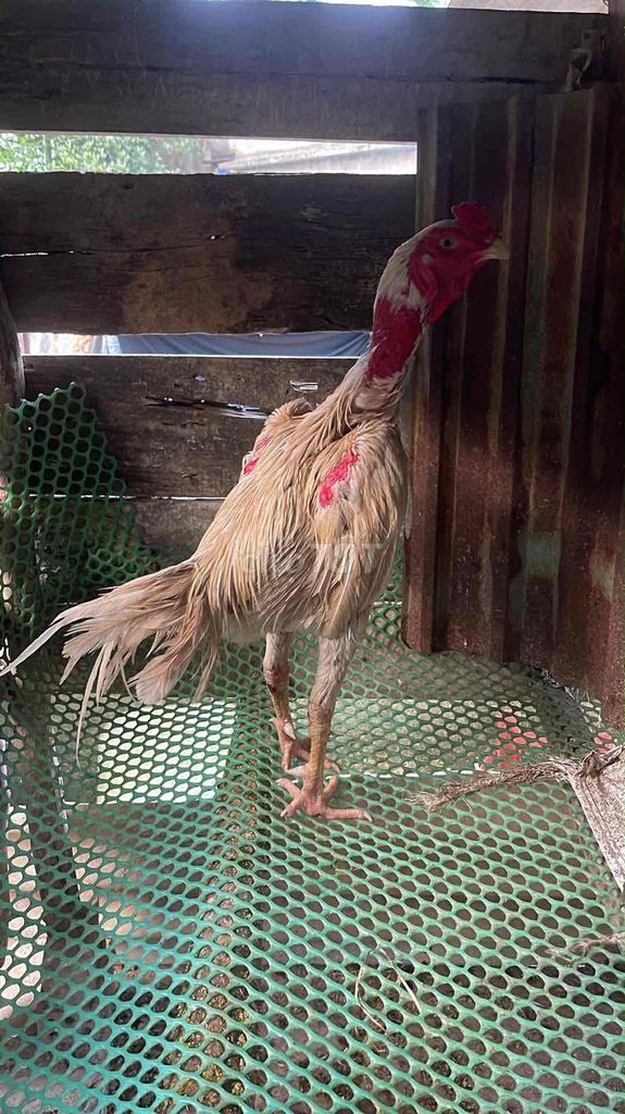 Gà Trắng Đực 3.2kg. Mua bán Gà tại Huyện Hòa Vang Đà Nẵng được đăng bởi Trang Nguyễn hình 1