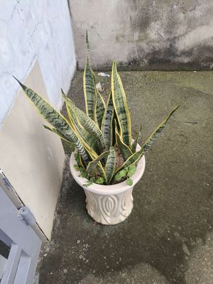 Chậu cây lưỡi hổ. Mua bán Cây cảnh, đồ trang trí tại Thành phố Biên Hòa Đồng Nai được đăng bởi Thiện